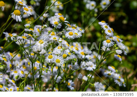 Erigeron annuus known as annual fleabane, daisy fleabane, or eastern daisy fleabane 133073595