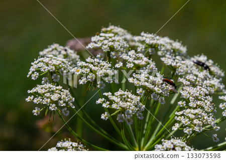 Daucus carota known as wild carrot blooming plant Daucus carota known as wild carrot blooming plant 133073598
