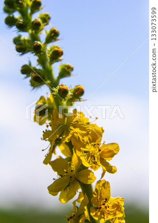 Summer in the wild among wild grasses is blooming agrimonia eupatoria.Medicinal plant Summer in the wild among wild grasses is blooming agrimonia eupatoria.Medicinal plant 133073599
