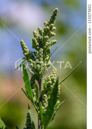 Chenopodium album, edible plant, common names include lamb's quarters, melde, goosefoot, white goosefoot, wild spinach, bathua and fat-hen 133073601