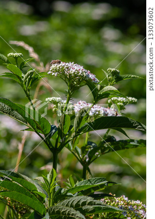 Sambucus ebulus blooming in natural habitat Sambucus ebulus blooming in natural habitat 133073602