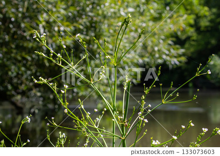 Phreatophyte. American water plantain Alisma plantago-aquatica in swampy-forest river water. Northeast Europe grow on river bank washed away by current, spring water erosion 133073603