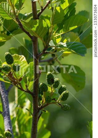 Green and brown alder cones, alder catkins and green leaves Green and brown alder cones, alder catkins and green leaves 133073604