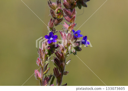 Anchusa officinalis, commonly known as the common bugloss or alkanet with green background Anchusa officinalis, commonly known as the common bugloss or alkanet with green background 133073605