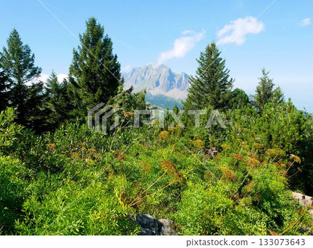 View of Mount Gonzen with Mount Allvia in the distance (Canton of St. Gallen, Switzerland) 133073643
