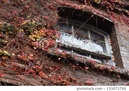 Autumn tinted ivy 133073788