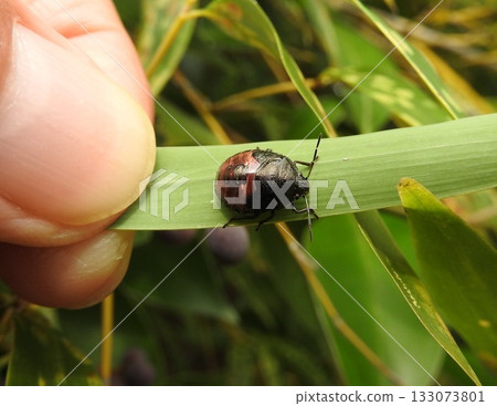 德國翅綠蝽幼蟲(末期) 德國翅綠蝽幼蟲(末期) 133073801