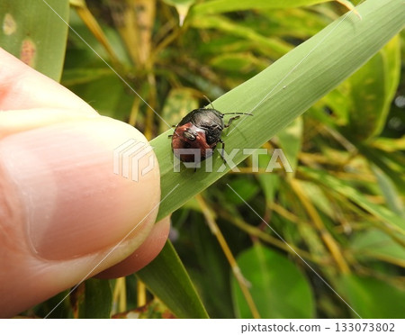 German-winged green bug larvae (final stage) 133073802