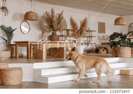 A golden retriever runs happily up a ramp inside a dog-friendly gym designed for fitness and rehabilitation, with various platforms and tunnels for exercise and fun A golden retriever runs happily up a ramp inside a dog-friendly gym designed for fitness and rehabilitation, with various platforms and tunnels for exercise and fun 133073947