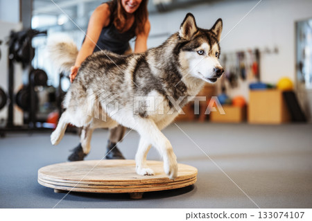 A husky skillfully navigates a tunnel and climbs on a platform in a contemporary indoor dog training area, promoting health and exercise. A trainer is present to assist 133074107