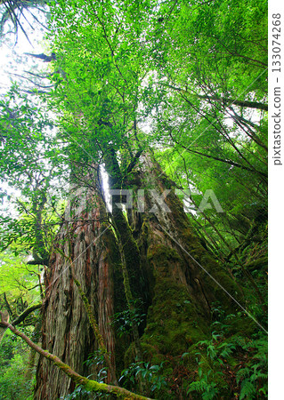 Yakushima forest scenery: Mossy Mother and Child Cedar 2 Yakushima forest scenery: Mossy Mother and Child Cedar 2 133074268