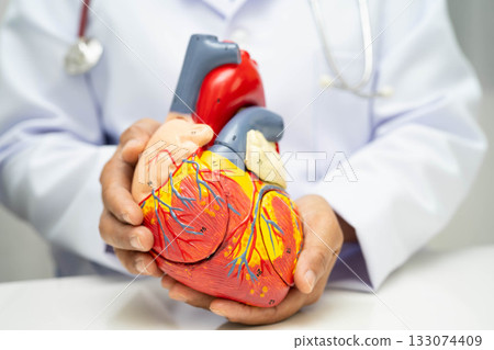 Cardiovascular disease CVD, doctor with heart human model anatomy for treatment patient in hospital. Cardiovascular disease CVD, doctor with heart human model anatomy for treatment patient in hospital. 133074409