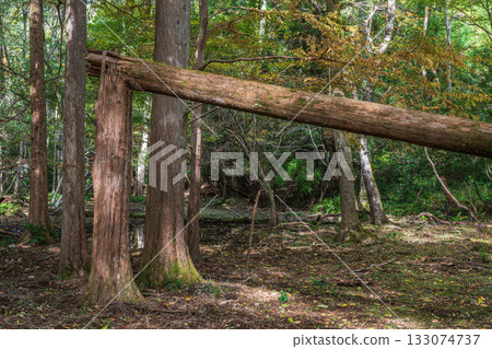 京都市山科區秋日森林景色 133074737