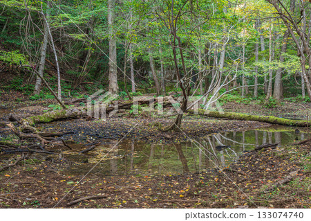 Autumn forest scene, Yamashina Ward, Kyoto City 133074740