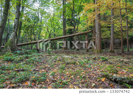 Autumn forest scene, Yamashina Ward, Kyoto City 133074742