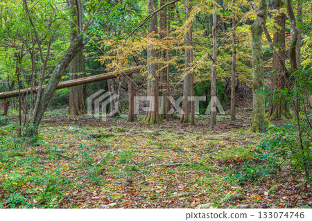 Autumn forest scene, Yamashina Ward, Kyoto City Autumn forest scene, Yamashina Ward, Kyoto City 133074746