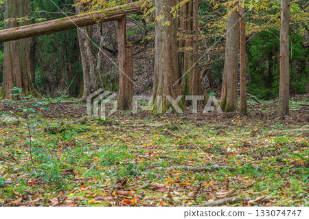 京都市山科區秋日森林景色 133074747
