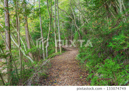 Autumn forest scene, Yamashina Ward, Kyoto City Autumn forest scene, Yamashina Ward, Kyoto City 133074749