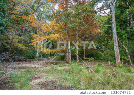 京都市山科區秋日森林景色 133074751