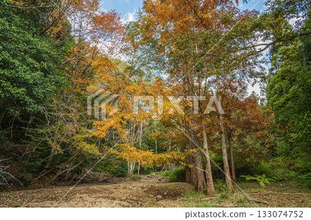 Autumn forest scene, Yamashina Ward, Kyoto City Autumn forest scene, Yamashina Ward, Kyoto City 133074752