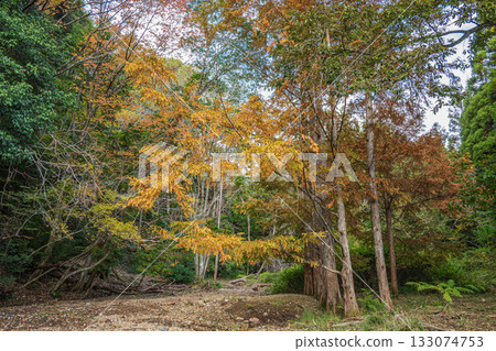 Autumn forest scene, Yamashina Ward, Kyoto City Autumn forest scene, Yamashina Ward, Kyoto City 133074753