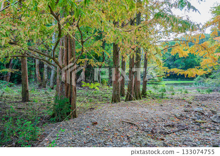 Autumn forest scene, Yamashina Ward, Kyoto City Autumn forest scene, Yamashina Ward, Kyoto City 133074755