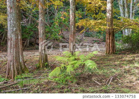 京都市山科區秋日森林景色 133074758