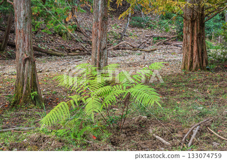 Autumn forest scene, Yamashina Ward, Kyoto City 133074759