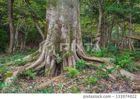 Autumn forest scene, Yamashina Ward, Kyoto City Autumn forest scene, Yamashina Ward, Kyoto City 133074822