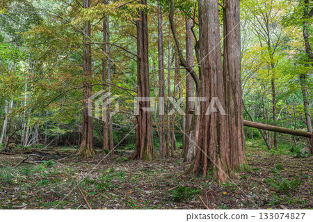 Autumn forest scene, Yamashina Ward, Kyoto City 133074827