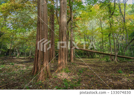 Autumn forest scene, Yamashina Ward, Kyoto City Autumn forest scene, Yamashina Ward, Kyoto City 133074830