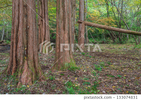 Autumn forest scene, Yamashina Ward, Kyoto City Autumn forest scene, Yamashina Ward, Kyoto City 133074831