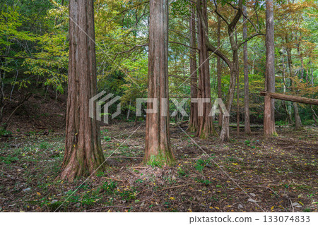 京都市山科區秋日森林景色 133074833