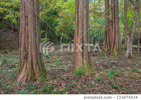 京都市山科區秋日森林景色 京都市山科區秋日森林景色 133074834