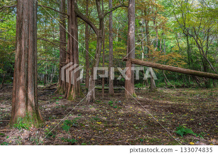 京都市山科區秋日森林景色 133074835