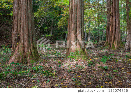 京都市山科區秋日森林景色 133074836