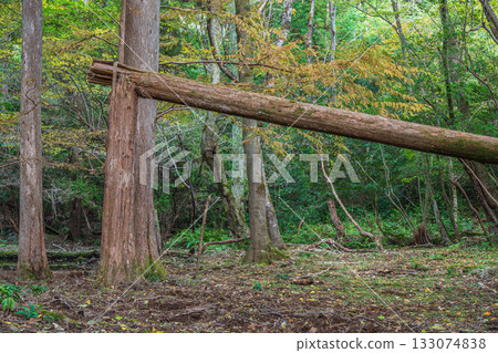 京都市山科區秋日森林景色 133074838
