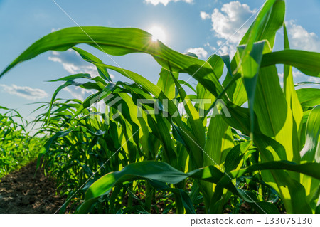 Corn plants flourish in a lush field, basking in the sunlight, showcasing their vibrant green leaves and ready for harvest this summer season Corn plants flourish in a lush field, basking in the sunlight, showcasing their vibrant green leaves and ready for harvest this summer season 133075130