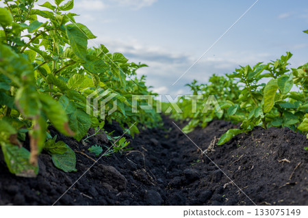 Rows of lush potato plants eagerly reach for sunlight in a fertile field, showcasing agriculture and the potential for a bountiful harvest Rows of lush potato plants eagerly reach for sunlight in a fertile field, showcasing agriculture and the potential for a bountiful harvest 133075149