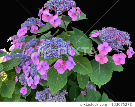 額頭繡球花 額頭繡球花 133075278