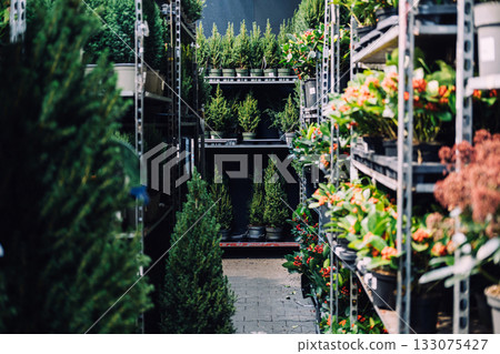 Christmas Indoor greenhouse aisle filled with potted evergreens and festive berry plants for seasonal retail. Eco-friendly gifting, zero-waste holidays, sustainable lifestyle, plant-based decor 133075427