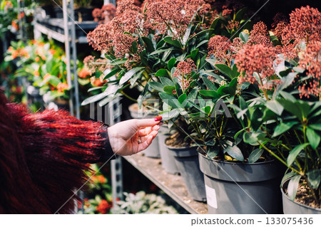 Close-up of a person inspecting flowering potted plants in a festive greenhouse aisle. Christmas shopping, plant-based gifts, sensory holiday experiences, sustainable consumer behavior 133075436