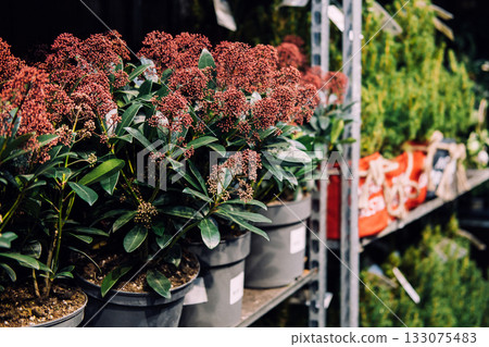 Potted flowering shrubs and live Christmas trees displayed on shelves for eco-conscious holiday shoppers. Sustainable decor movement, zero-waste Christmas, live tree trend, ethical seasonal retail Potted flowering shrubs and live Christmas trees displayed on shelves for eco-conscious holiday shoppers. Sustainable decor movement, zero-waste Christmas, live tree trend, ethical seasonal retail 133075483