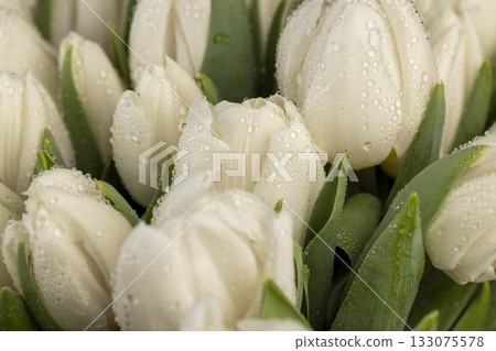 wet beautiful fresh white tulips with green leaves in a large floral bouquet, a large number of fresh white tulip flowers covered with drops of water in a holiday gift bouquet wet beautiful fresh white tulips with green leaves in a large floral bouquet, a large number of fresh white tulip flowers covered with drops of water in a holiday gift bouquet 133075578