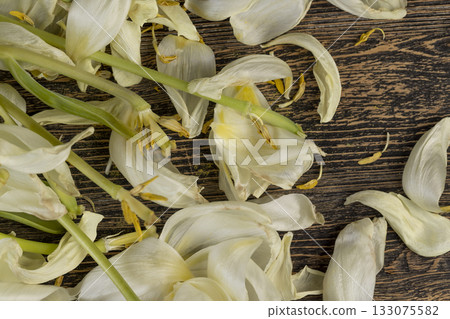 dry tulip flowers and petals are scattered on an old black wooden table, flower details from a gift bouquet that have wilted and crumbled from long-term storage 133075582
