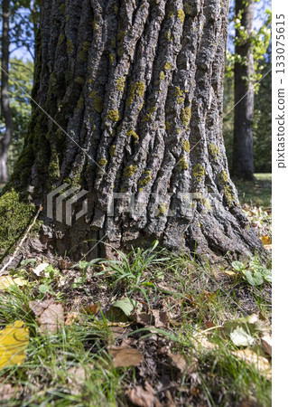 green grass and fallen yellow dry foliage from deciduous trees at the beginning of leaf fall, colorful foliage on the ground in the autumn season in sunny warm weather 133075615