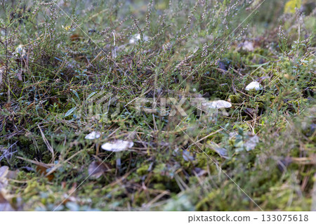 forest with mushrooms and yellowing foliage of trees, wildlife with plants, shrubs and mushrooms in the autumn forest with mushrooms and yellowing foliage of trees, wildlife with plants, shrubs and mushrooms in the autumn 133075618