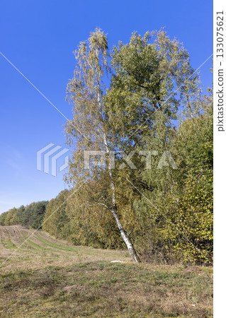 tree in a mixed forest in the autumn season during leaf fall, beautiful trees during autumn 133075621