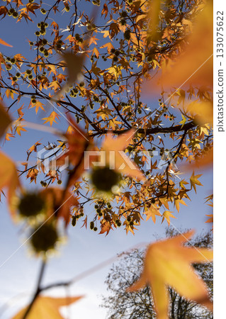 red maple in the autumn season against the background of the blue sky in sunny weather, the beautiful changes in the nature , closeup 133075622