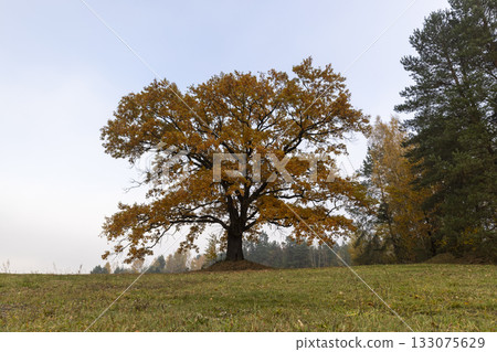 beautiful yellow and orange foliage of an oak growing in the field during the autumn season, cloudy weather in mid-autumn before leaf fall 133075629